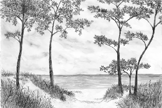 Papier peint Pins maritimes et dunes - Noir et blanc