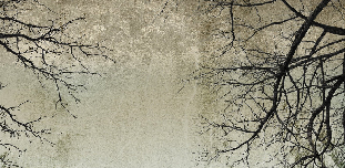 Enchanted forest wallpaper - Muralconcept