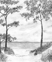 Papier peint Pins maritimes et dunes - Noir et blanc