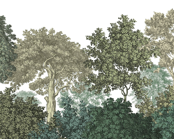 Papier peint paysage forêt gravure - Muralconcept
