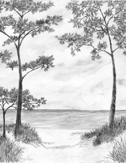 Papier peint Pins maritimes et dunes - Noir et blanc - Muralconcept