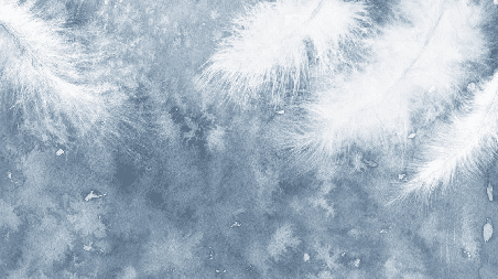 Papier peint Plume Blanche - Muralconcept