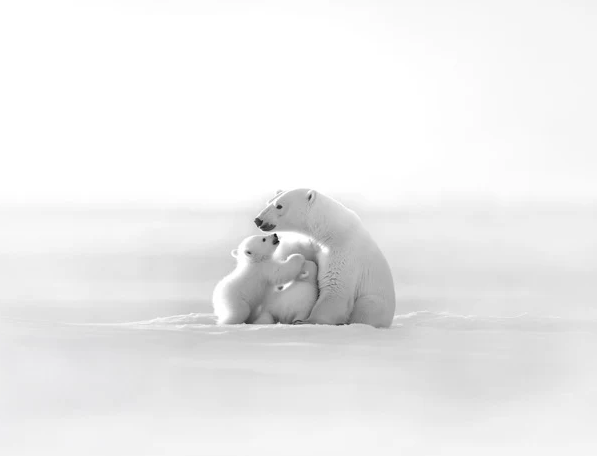 Carta da parati panoramica - Orizzonte artico