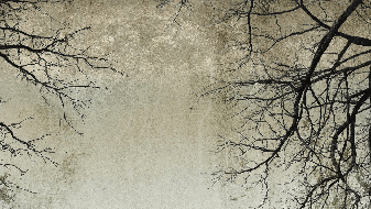 Enchanted Forest Tapete - Muralconcept