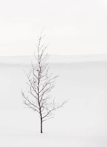 Papier peint pureté arbre