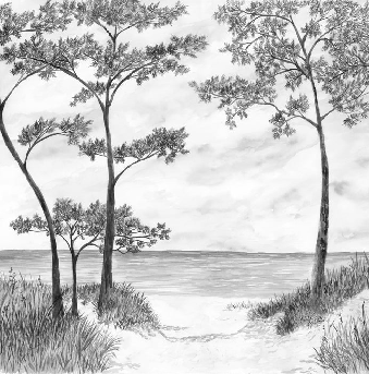 Papier peint Pins maritimes et dunes - Noir et blanc