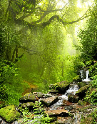 Papier peint Cascade & Forêt