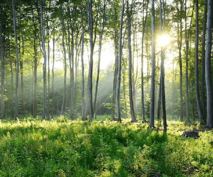 Papier peint panoramique forêt de pins