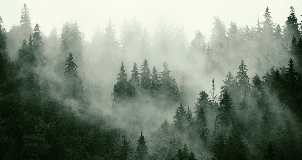 Papier peint forêt brumeuse verte - Muralconcept