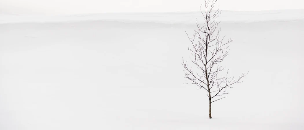 Papier peint pureté arbre - Muralconcept