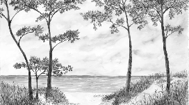 Papier peint Pins maritimes et dunes - Noir et blanc