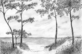 Papier peint Pins maritimes et dunes - Noir et blanc