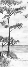 Papier peint Pins maritimes et dunes - Noir et blanc - Muralconcept