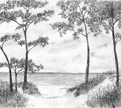 Papier peint Pins maritimes et dunes - Noir et blanc