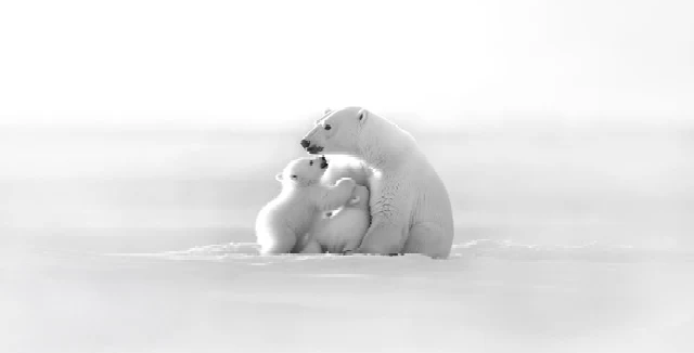 Carta da parati panoramica - Orizzonte artico