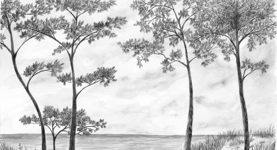 Papier peint Pins maritimes et dunes - Noir et blanc