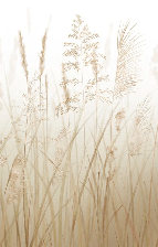 Papier peint salle de bain champs de blé beige