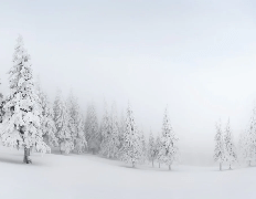 Papier peint panoramique forêt enneigée