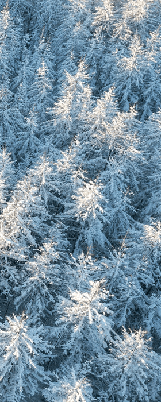 Papier peint forêt cimes Alpines - Muralconcept