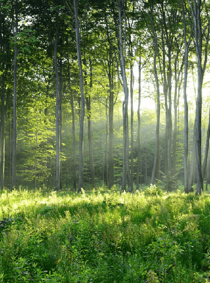 Papier peint panoramique forêt de pins
