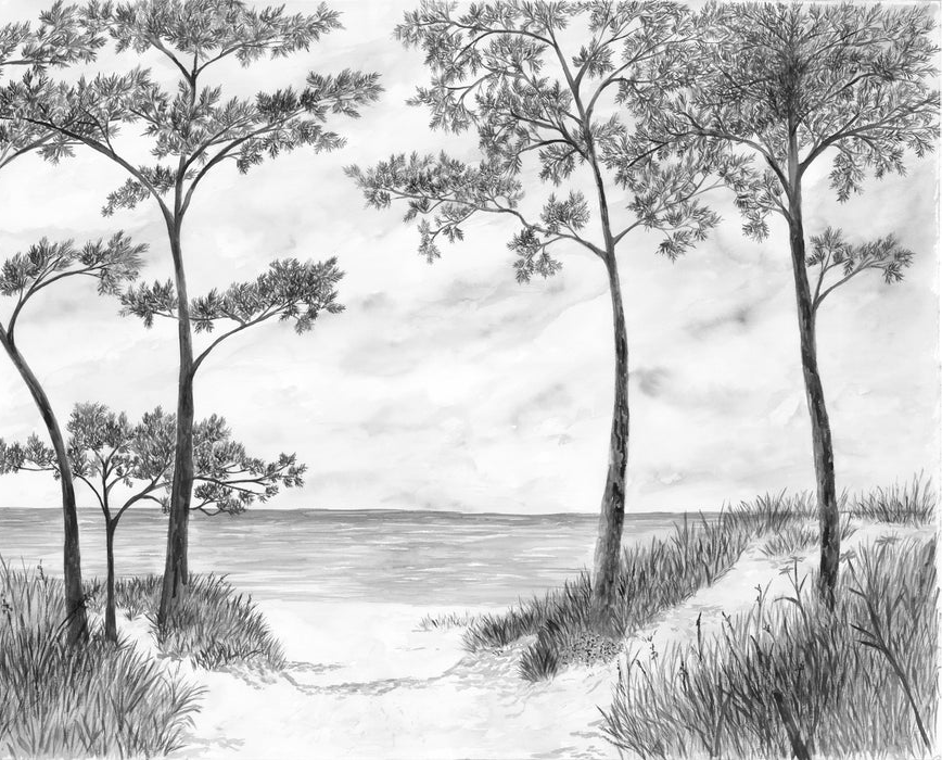 Papier peint Pins maritimes et dunes - Noir et blanc