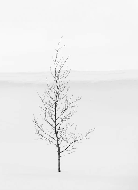 Papier peint pureté arbre