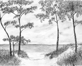 Papier peint Pins maritimes et dunes - Noir et blanc