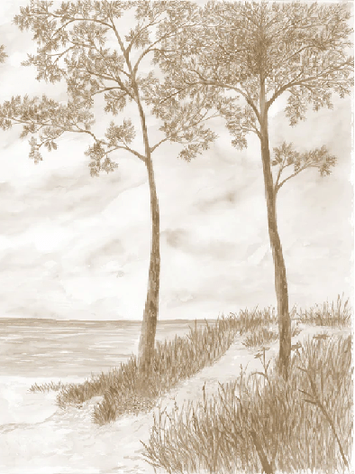 Papier peint Pins maritimes et dunes - Sépia