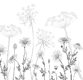 Papier peint douces marguerites - Muralconcept