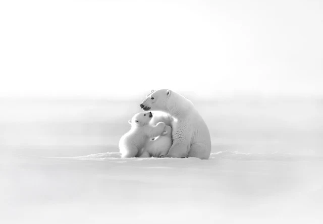 Papier peint panoramique - Horizon arctique - Muralconcept