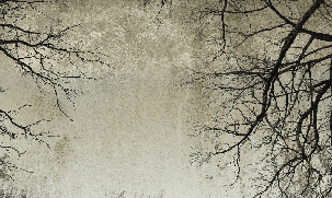 Enchanted Forest Tapete - Muralconcept