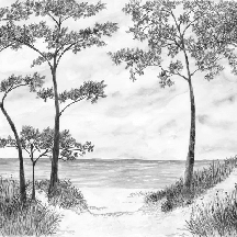 Papier peint Pins maritimes et dunes - Noir et blanc - Muralconcept