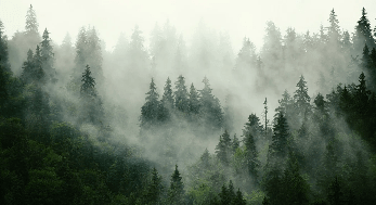 Papier peint forêt brumeuse verte - Muralconcept