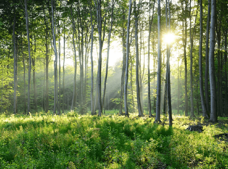 Papier peint panoramique forêt de pins, XXL, tendance