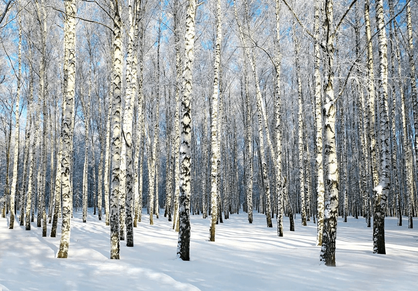 Papier peint salle de bain Bouleau Wood Forêt, XXL, tendance