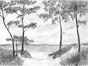 Papier peint Pins maritimes et dunes - Noir et blanc