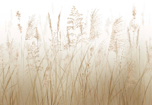 Papier peint fleur des champs de blé - Muralconcept