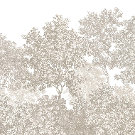 Papier peint paysage forêt gravure beige