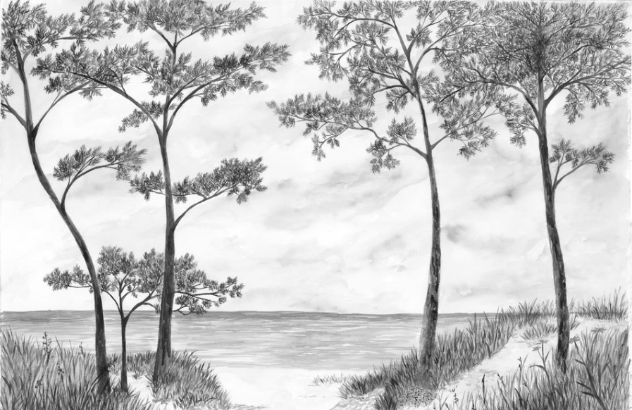 Papier peint Pins maritimes et dunes - Noir et blanc