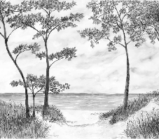 Papier peint Pins maritimes et dunes - Noir et blanc