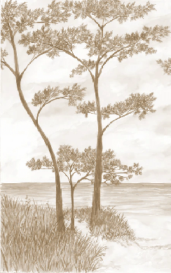 Papier peint Pins maritimes et dunes - Sépia