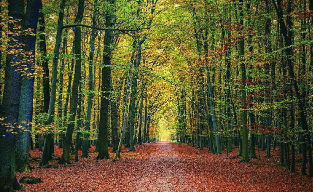 Papier peint panoramique forêt du Vercors
